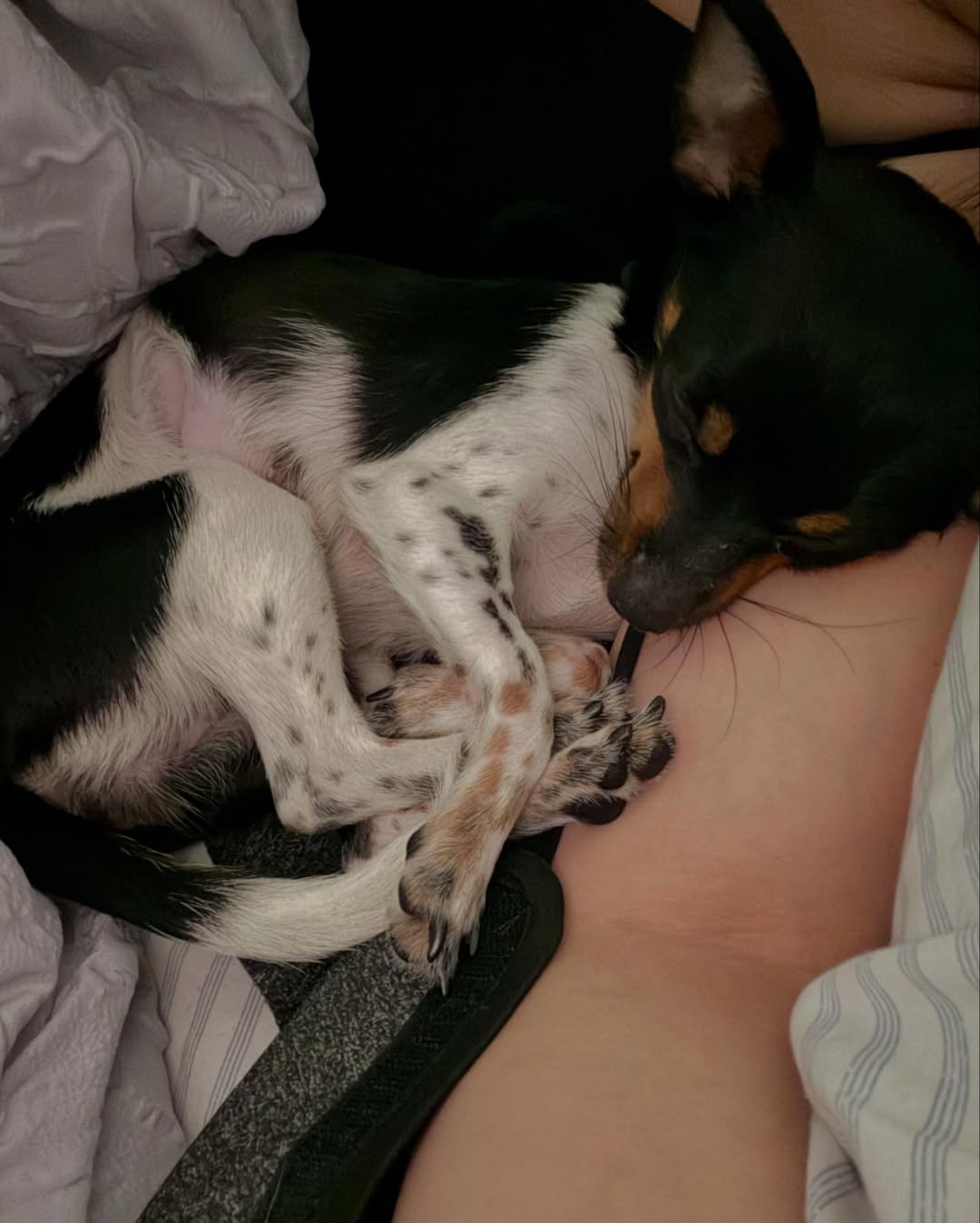 Gallery image 1 of Maisie