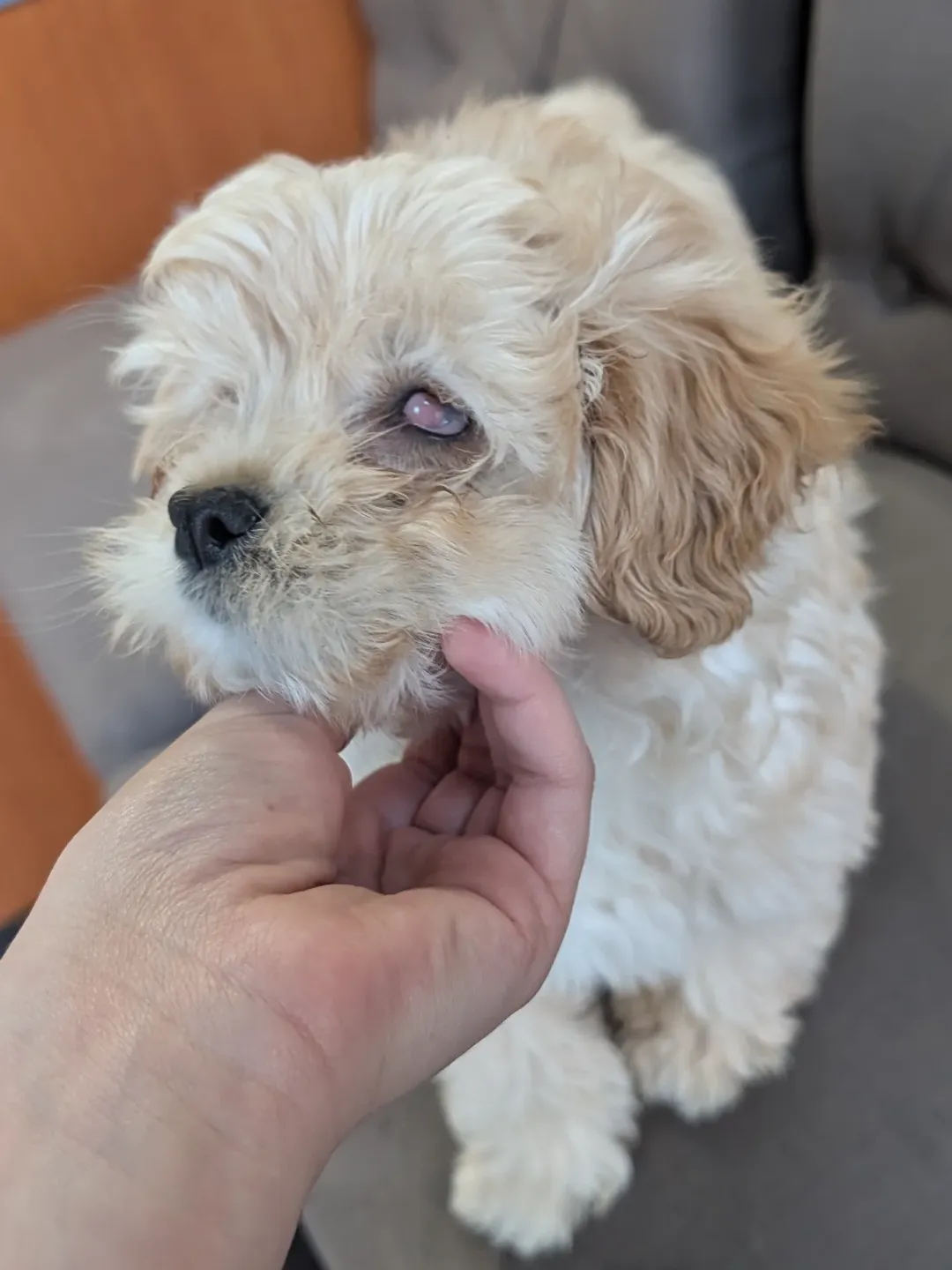 Gallery image 10 of Winky