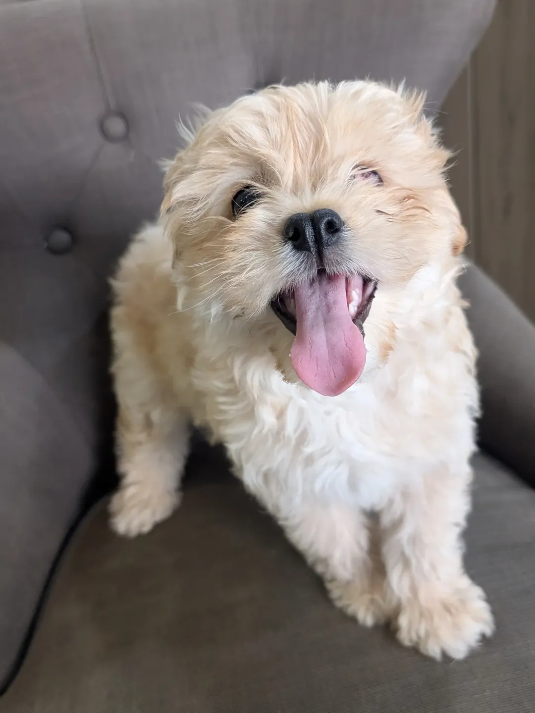 Gallery image 3 of Winky