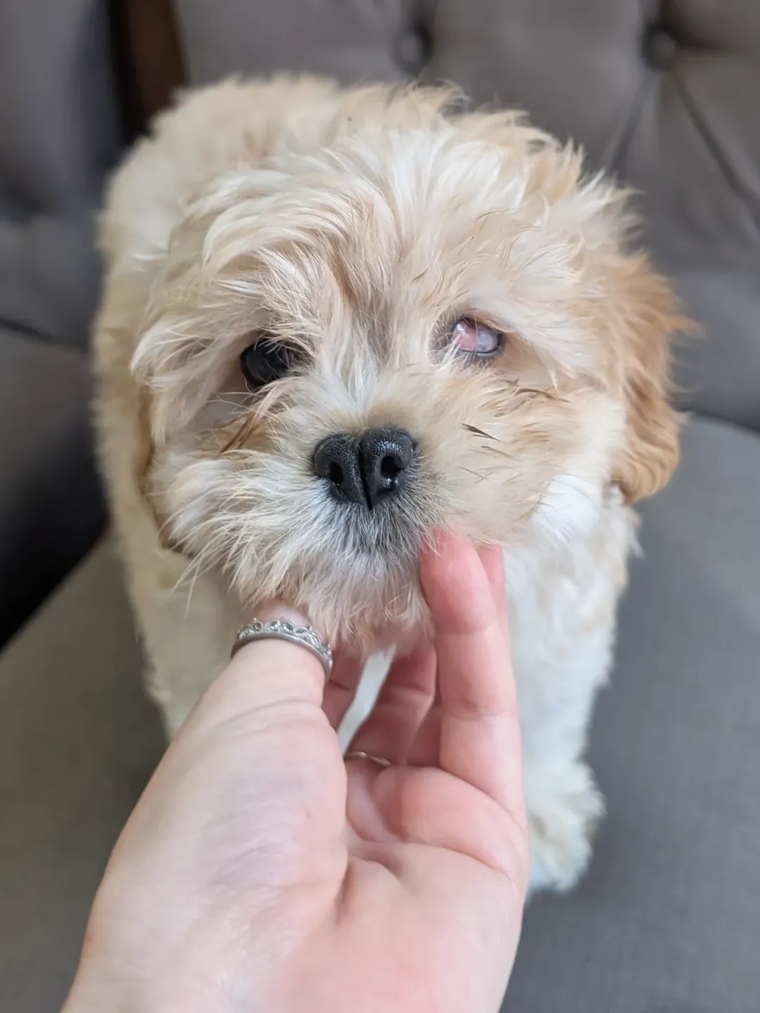 Gallery image 2 of Winky