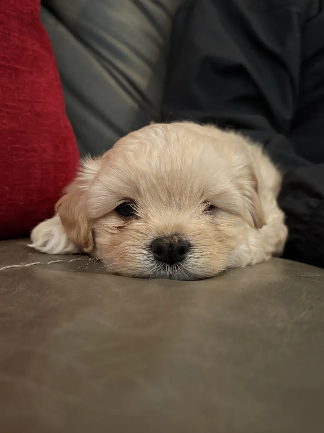 Gallery image 1 of Winky