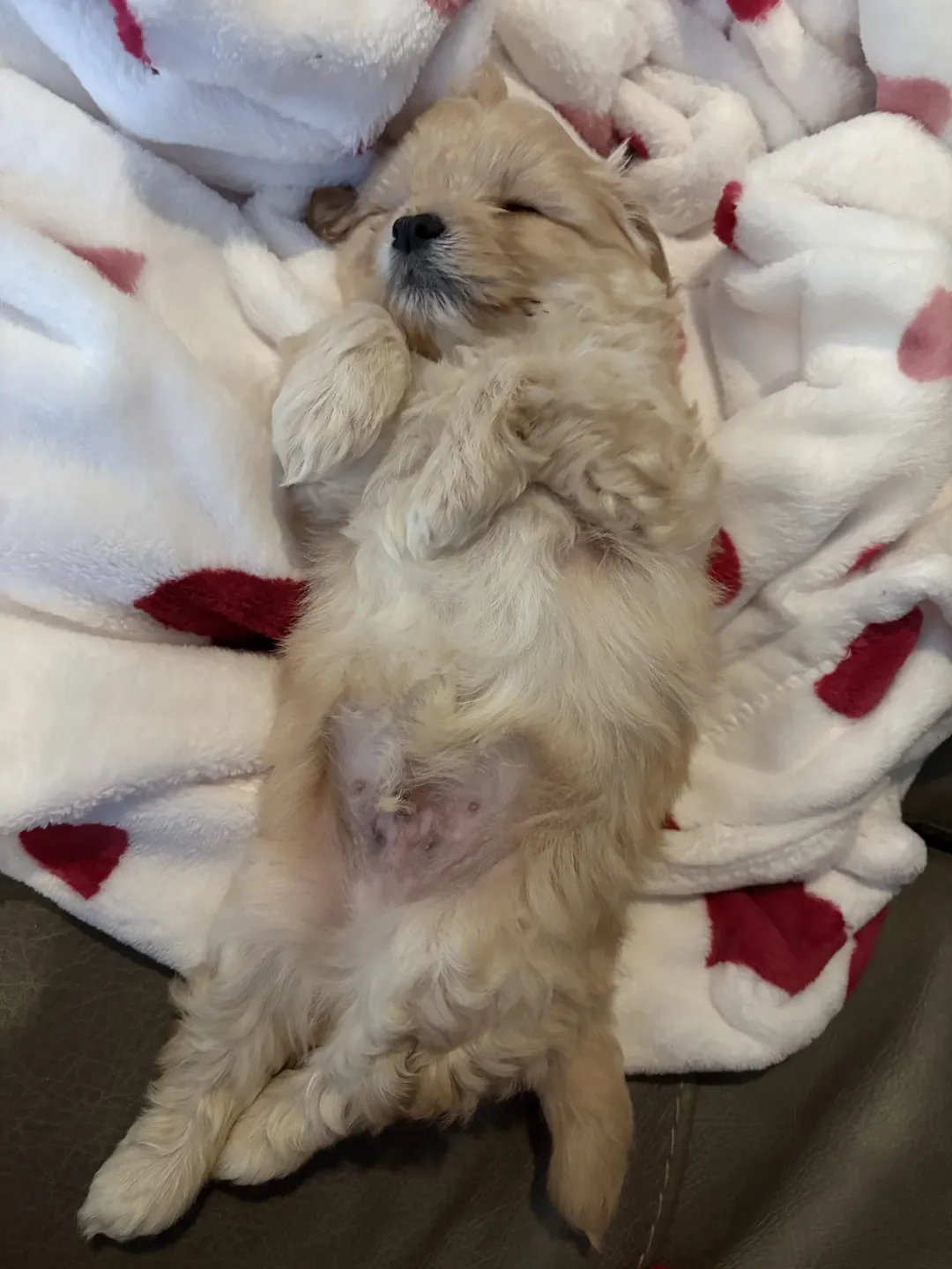 Gallery image 9 of Winky