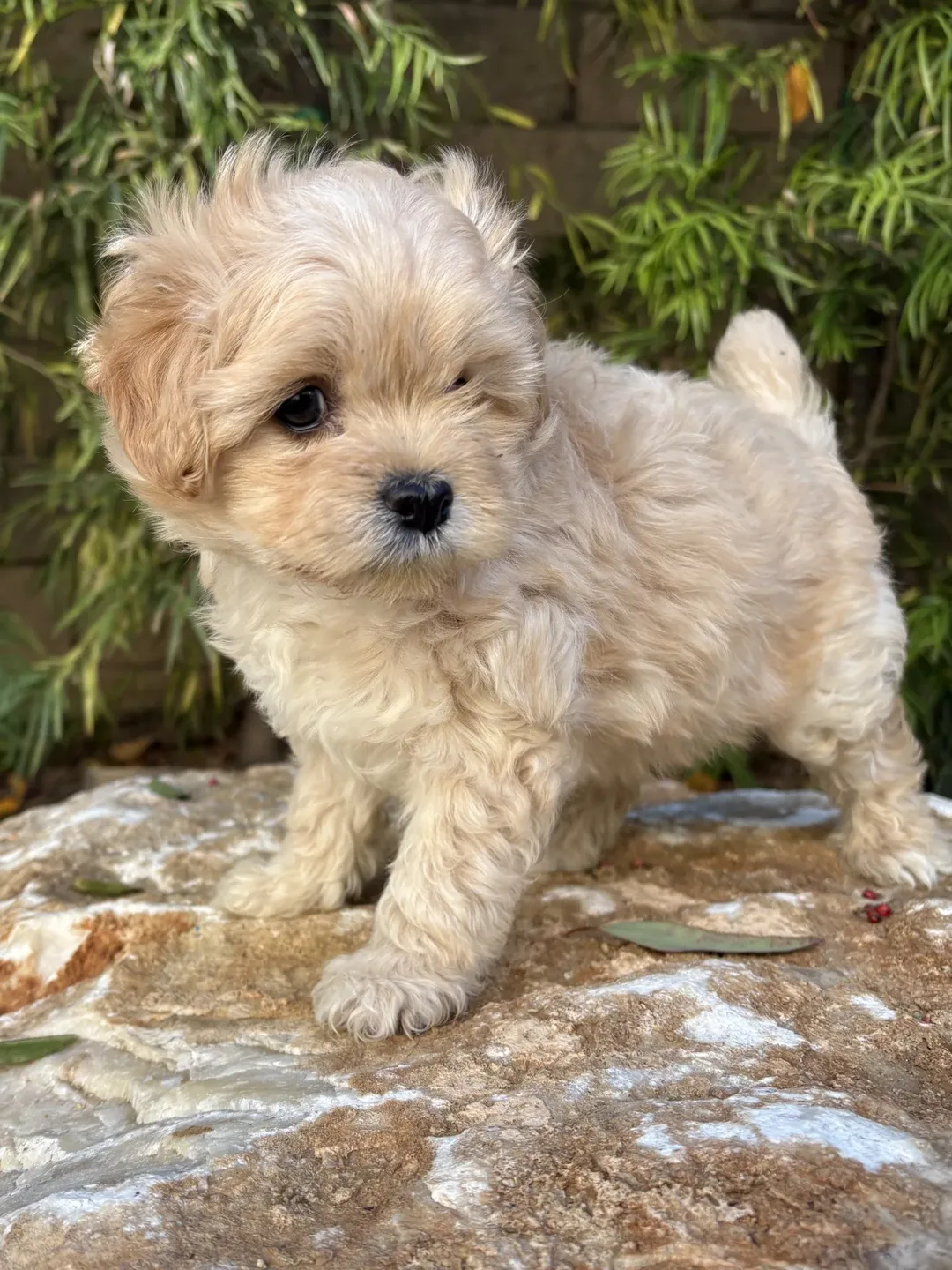 Gallery image 8 of Winky