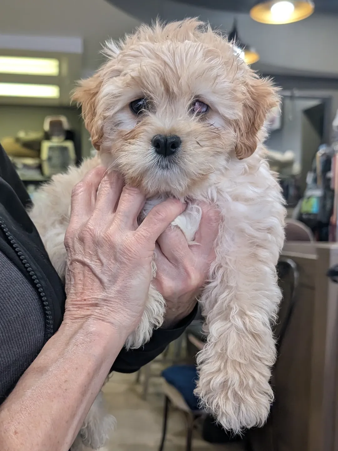 Gallery image 6 of Winky