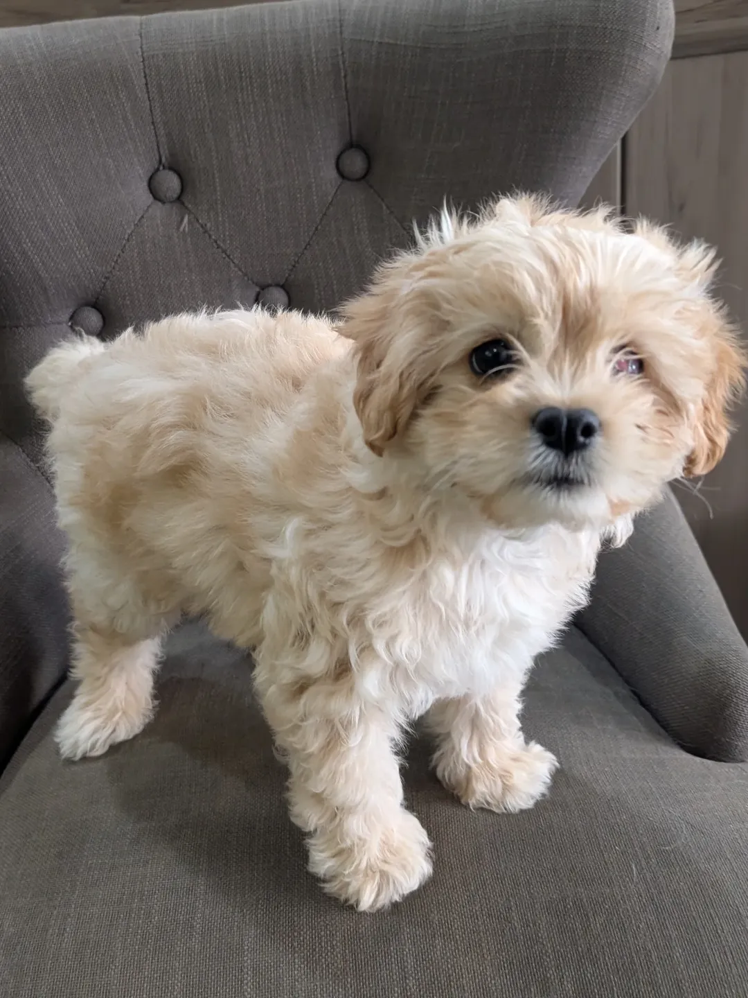 Gallery image 5 of Winky