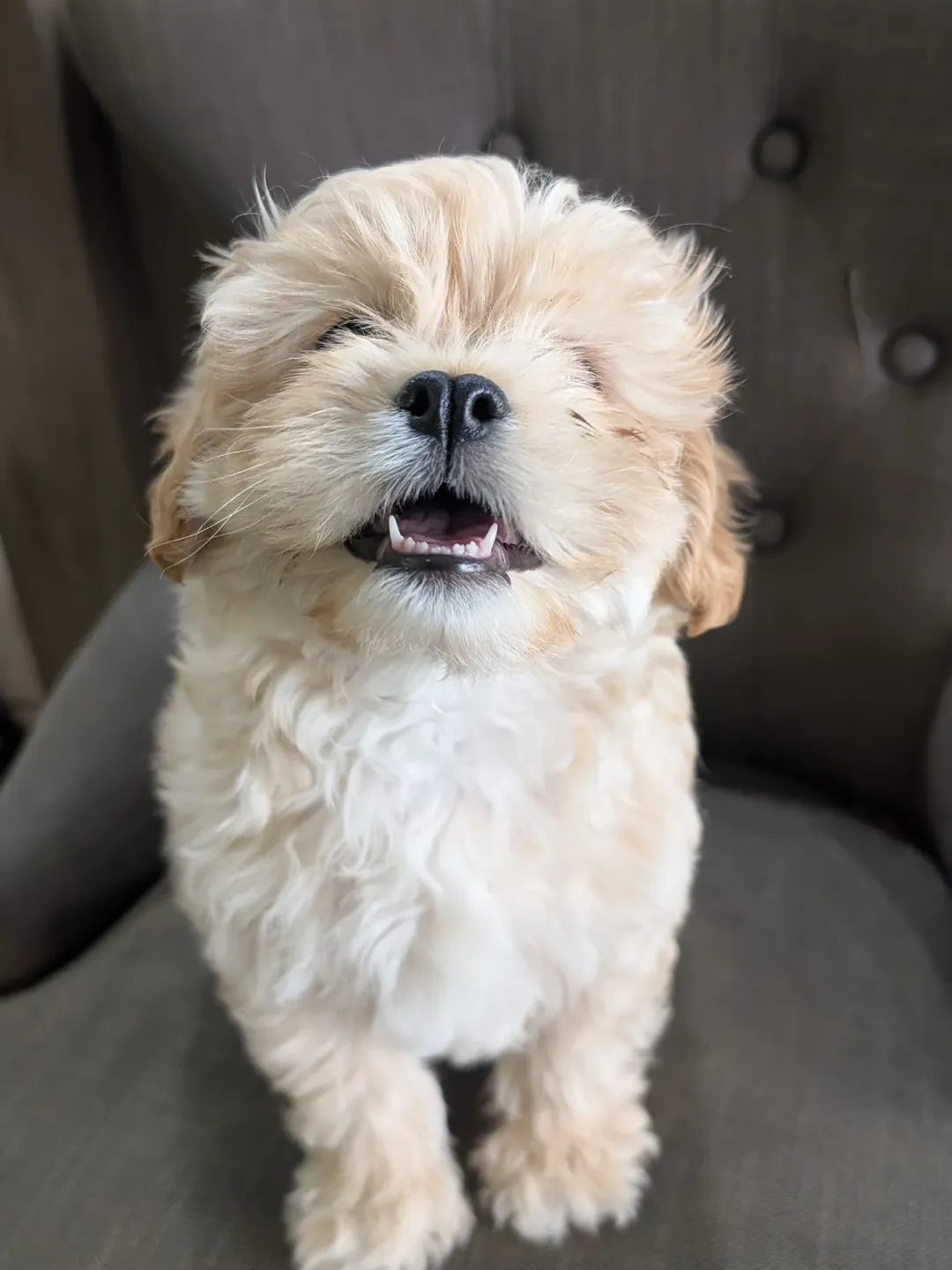 Gallery image 4 of Winky