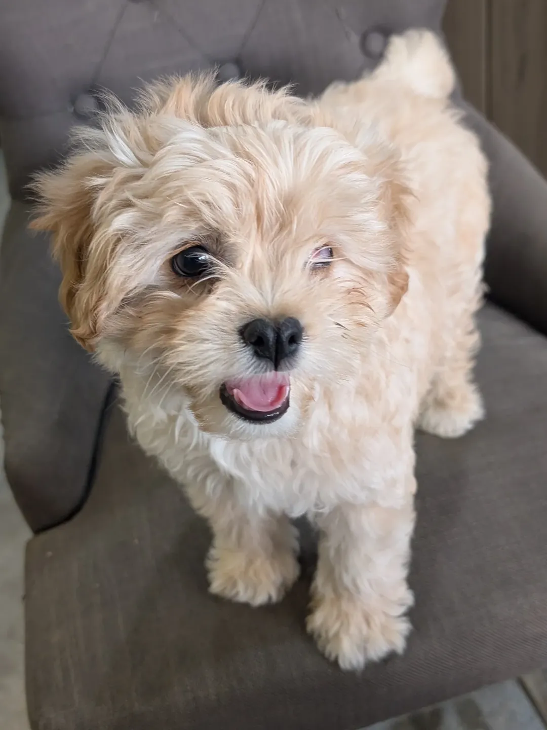 Gallery image 11 of Winky