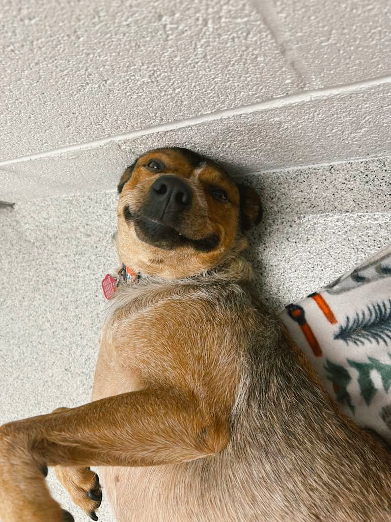 Gallery image 2 of Rumble