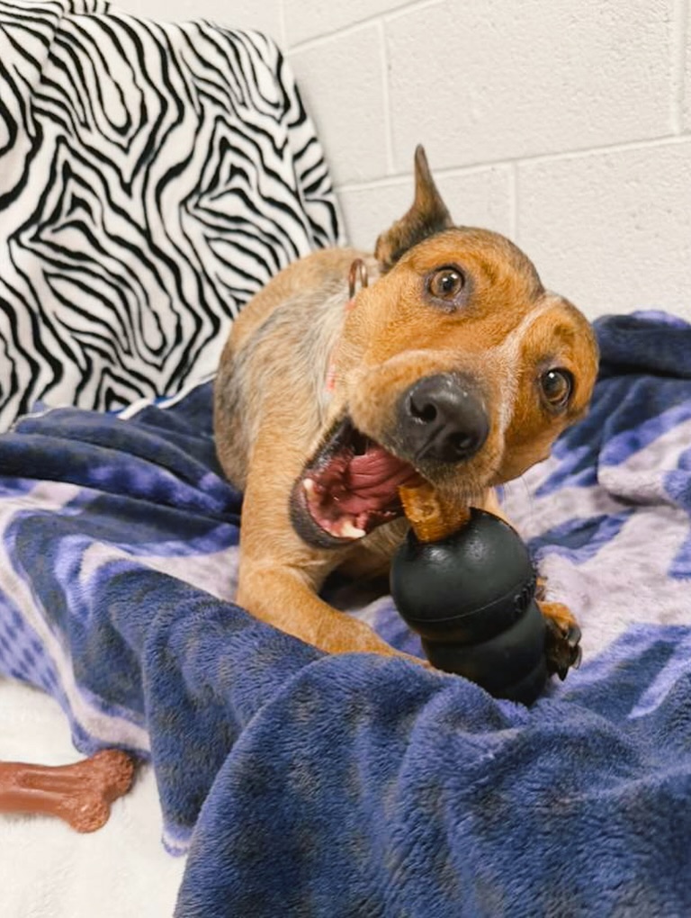 Gallery image 1 of Rumble