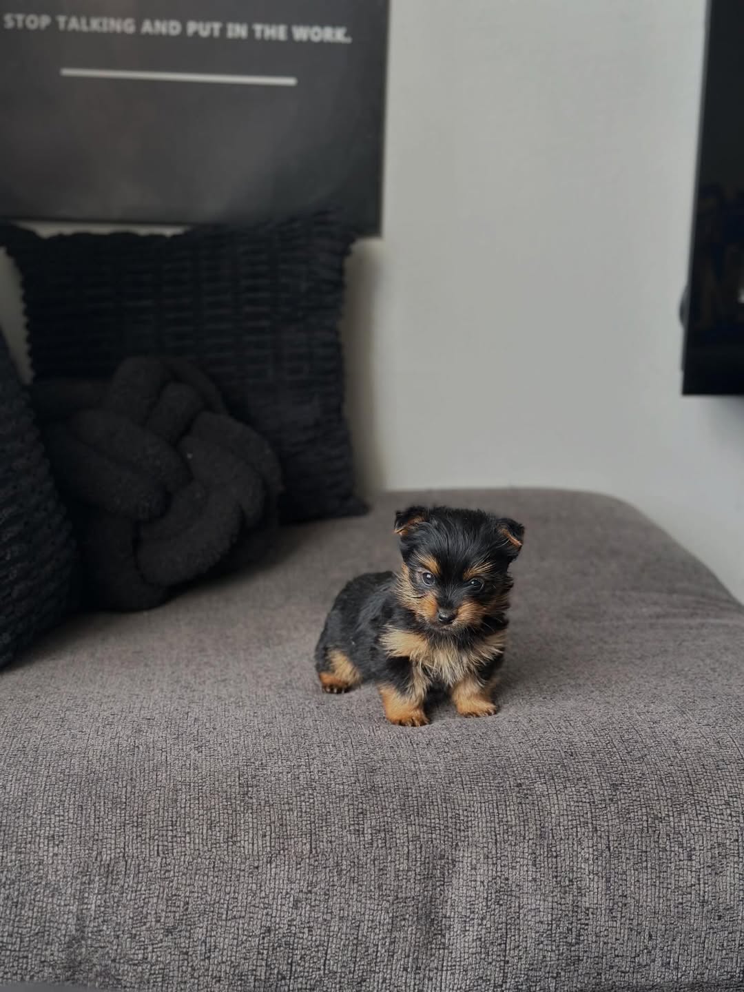 Gallery image 3 of Milo