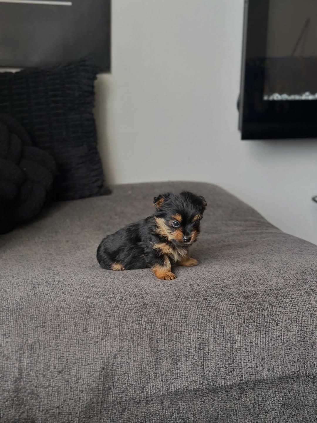 Gallery image 2 of Milo