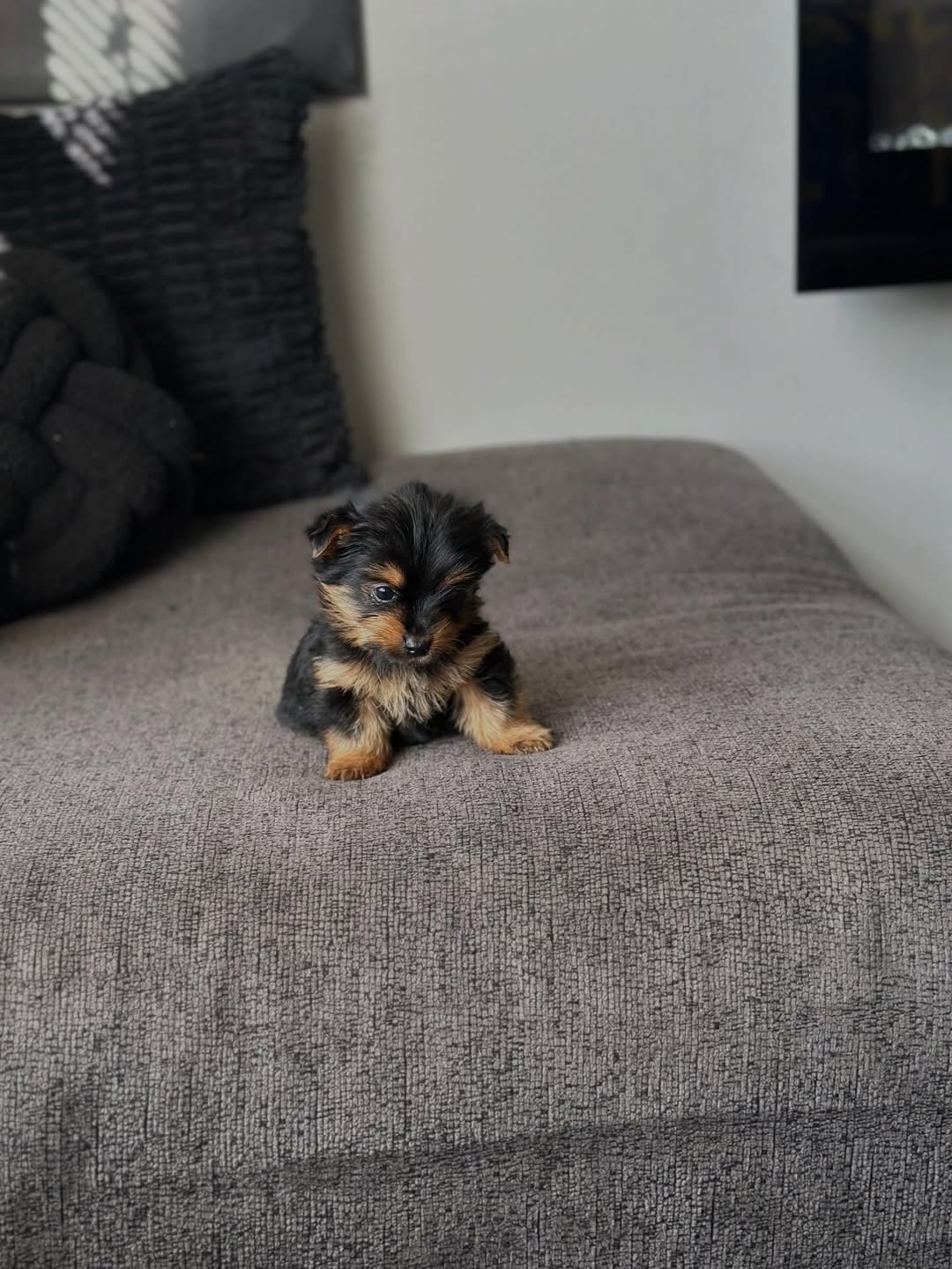 Gallery image 1 of Milo