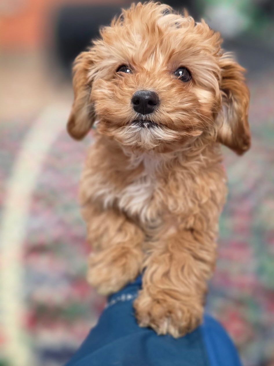 Gallery image 5 of Josey