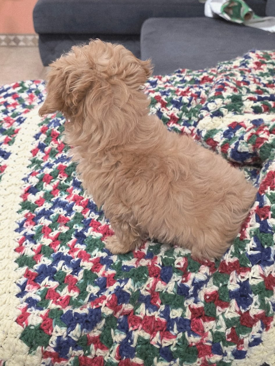 Gallery image 4 of Josey