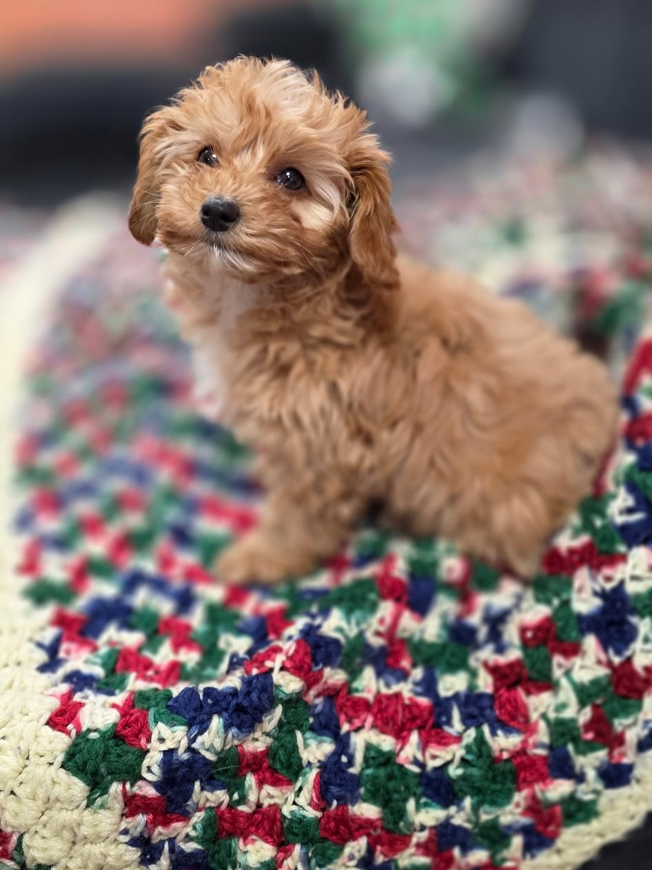 Gallery image 2 of Josey