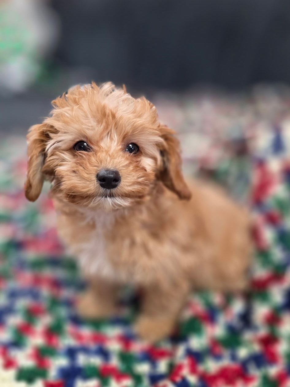 Gallery image 1 of Josey