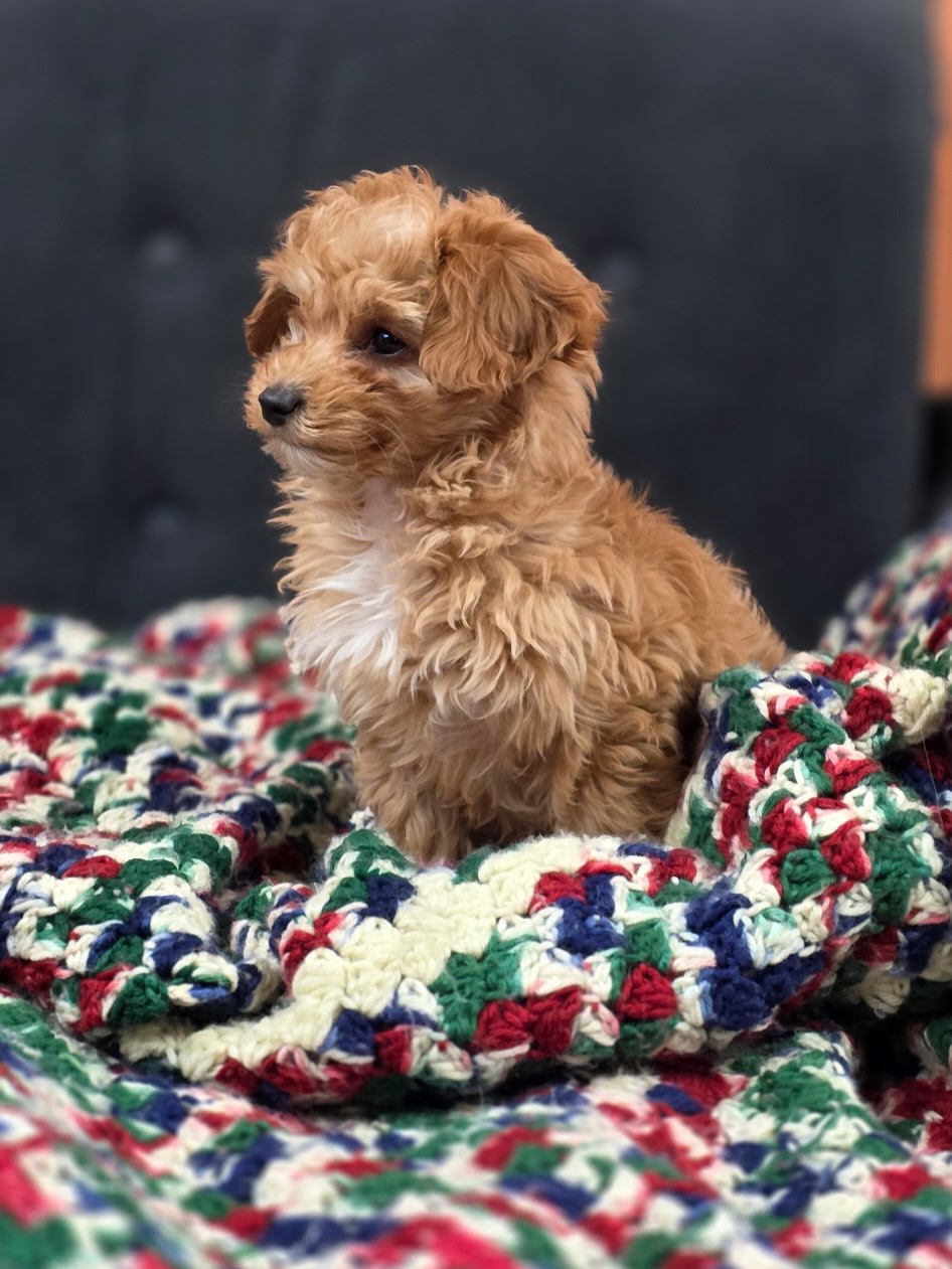 Gallery image 6 of Josey