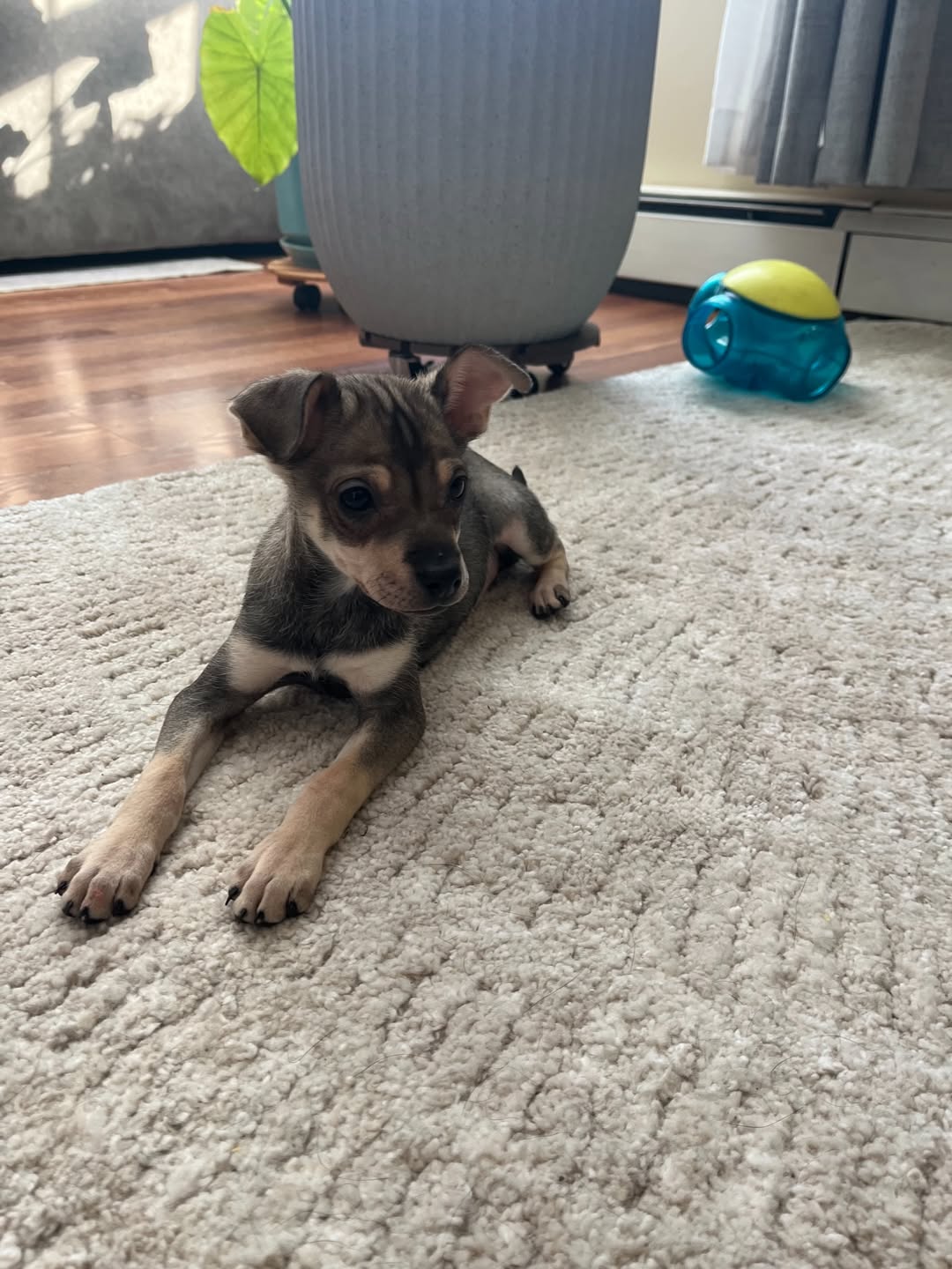 Gallery image 1 of CUBONE