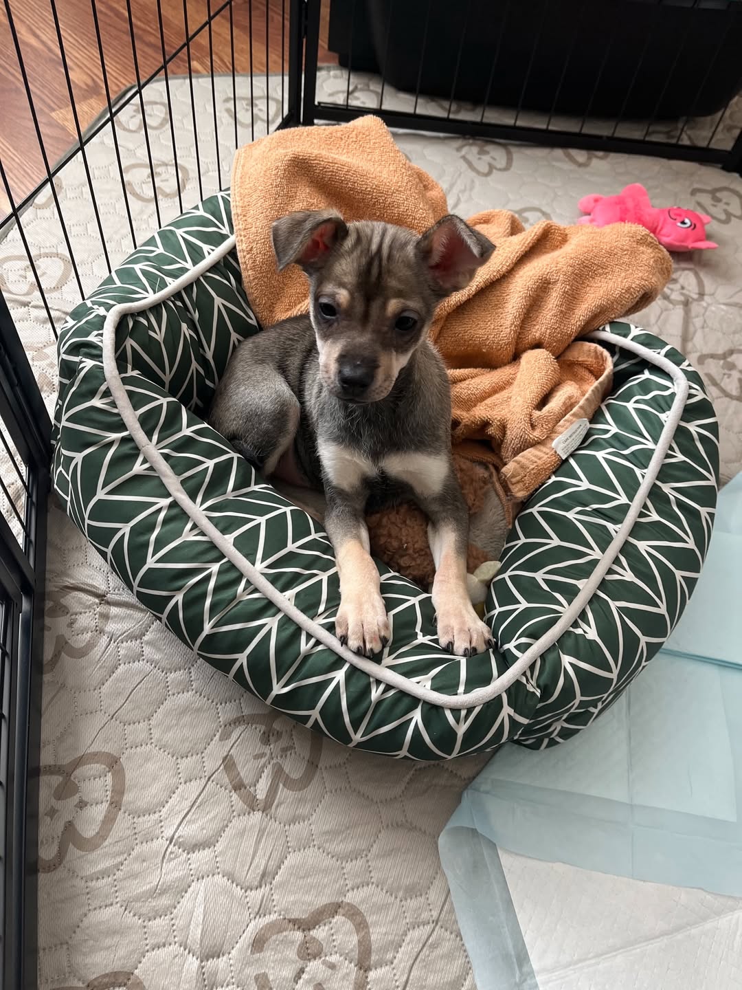 Gallery image 3 of CUBONE