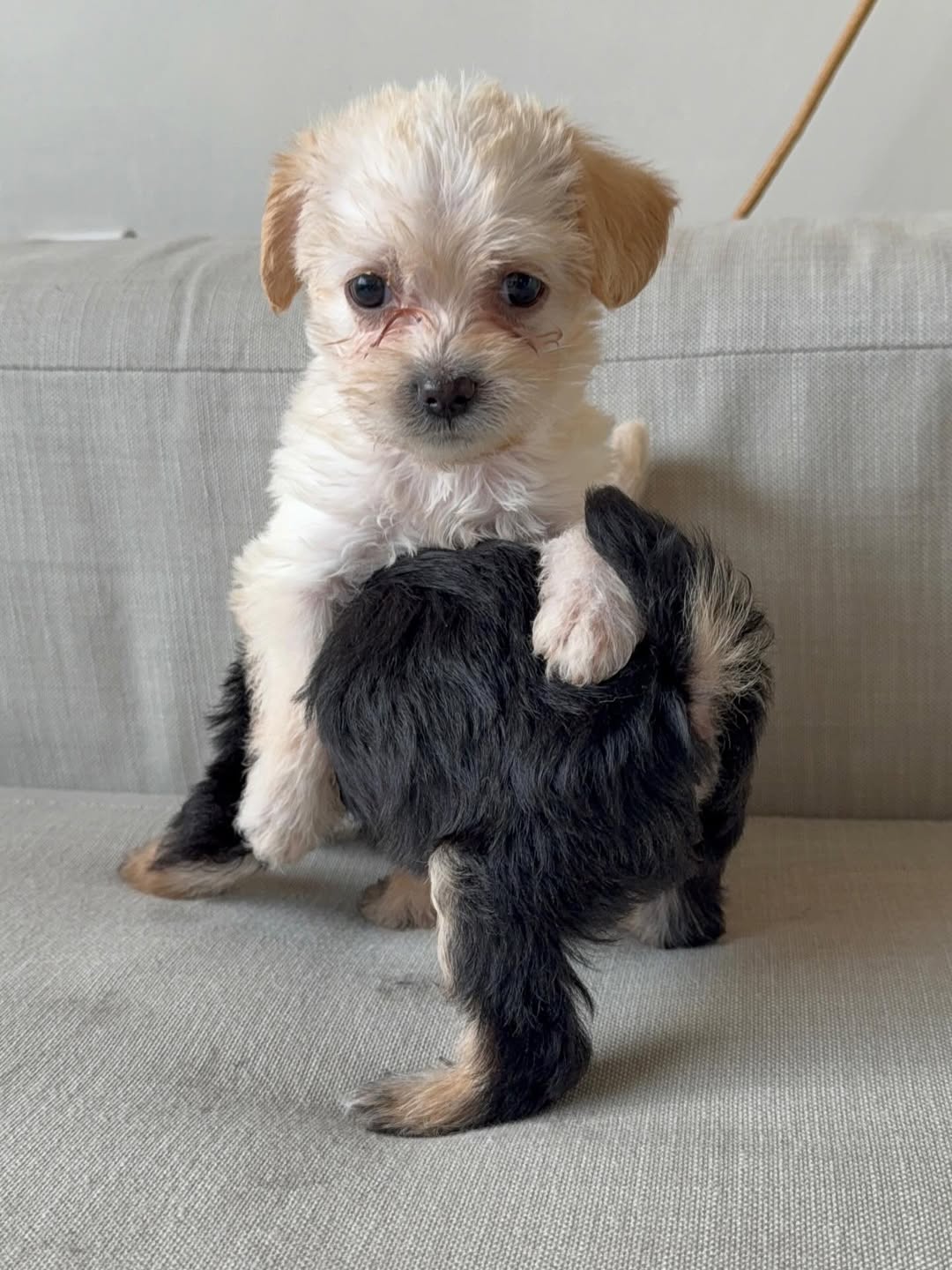 Gallery image 7 of Zoe