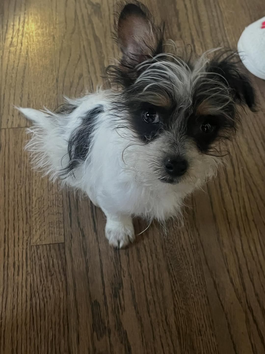 Gallery image 4 of Gershwin