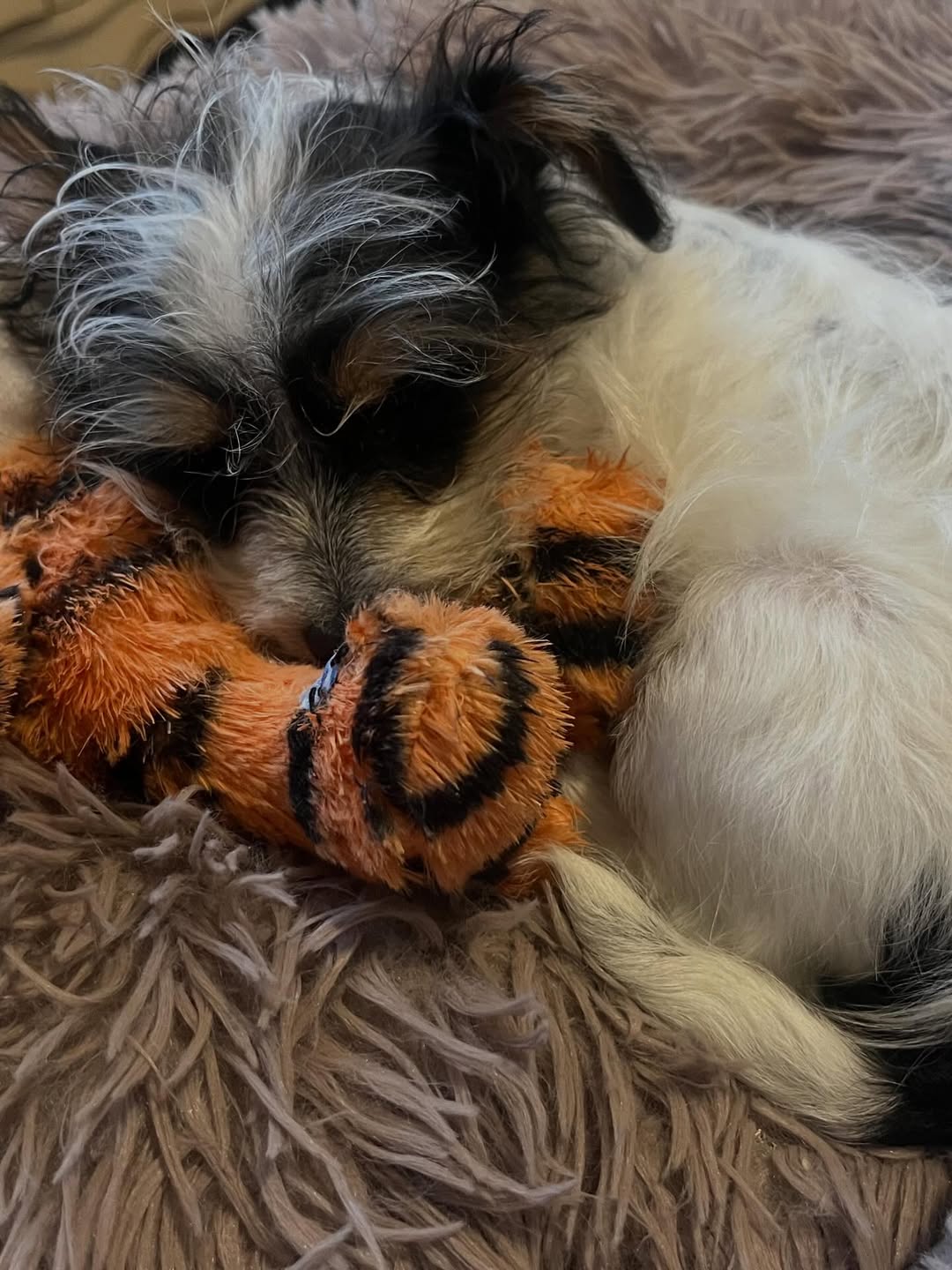 Gallery image 1 of Gershwin