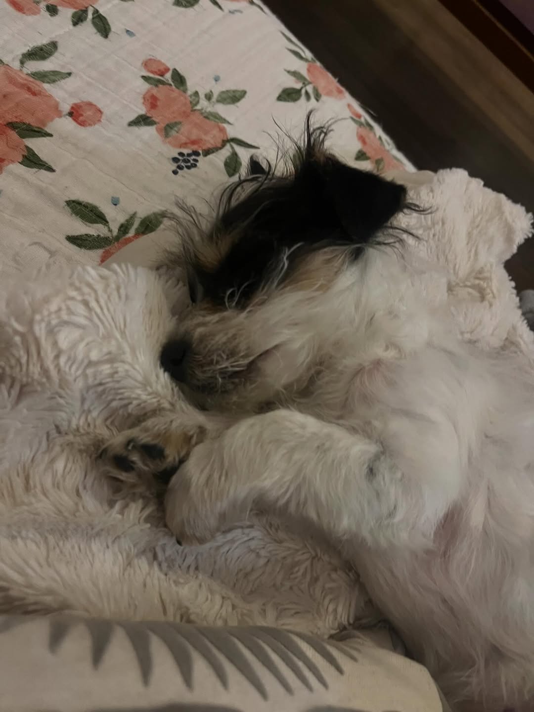 Gallery image 3 of Gershwin