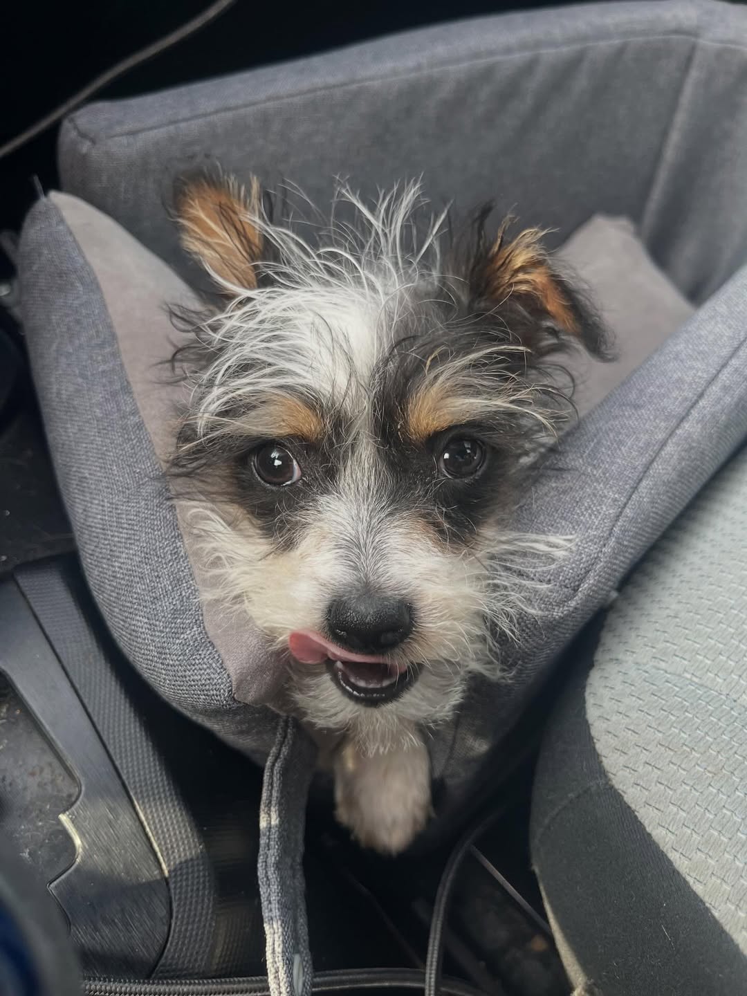 Gallery image 5 of Gershwin