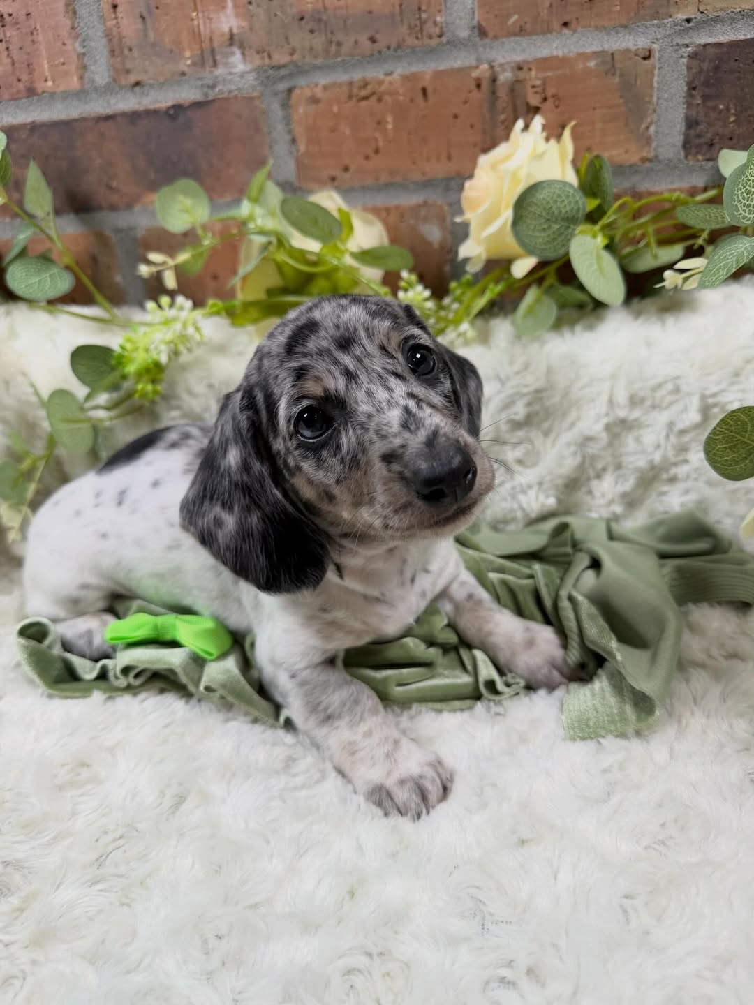 Gallery image 7 of Benny