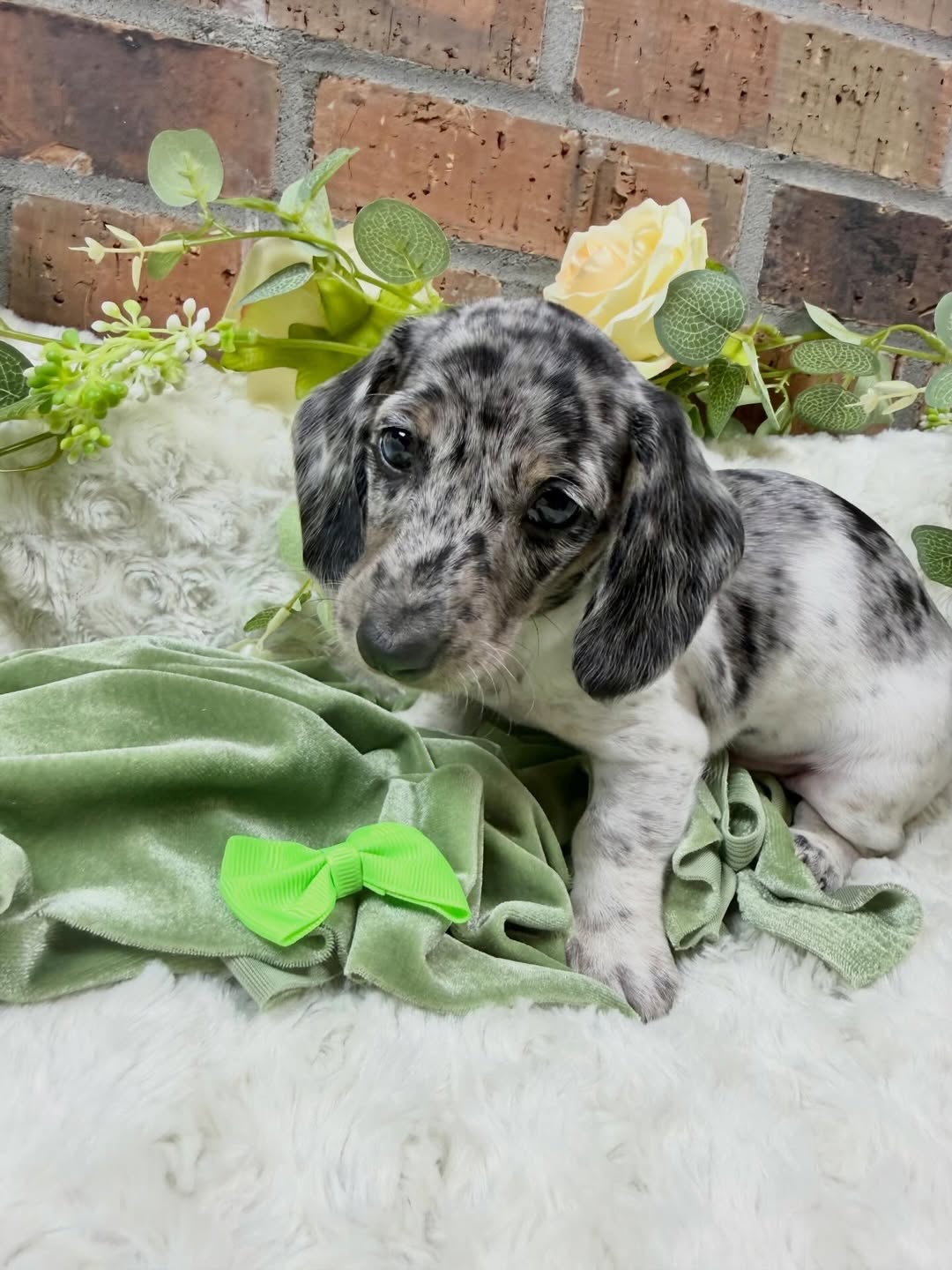 Gallery image 6 of Benny