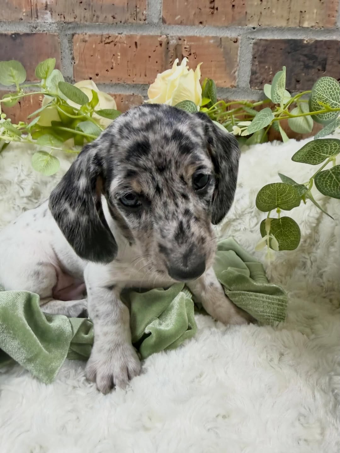 Gallery image 5 of Benny