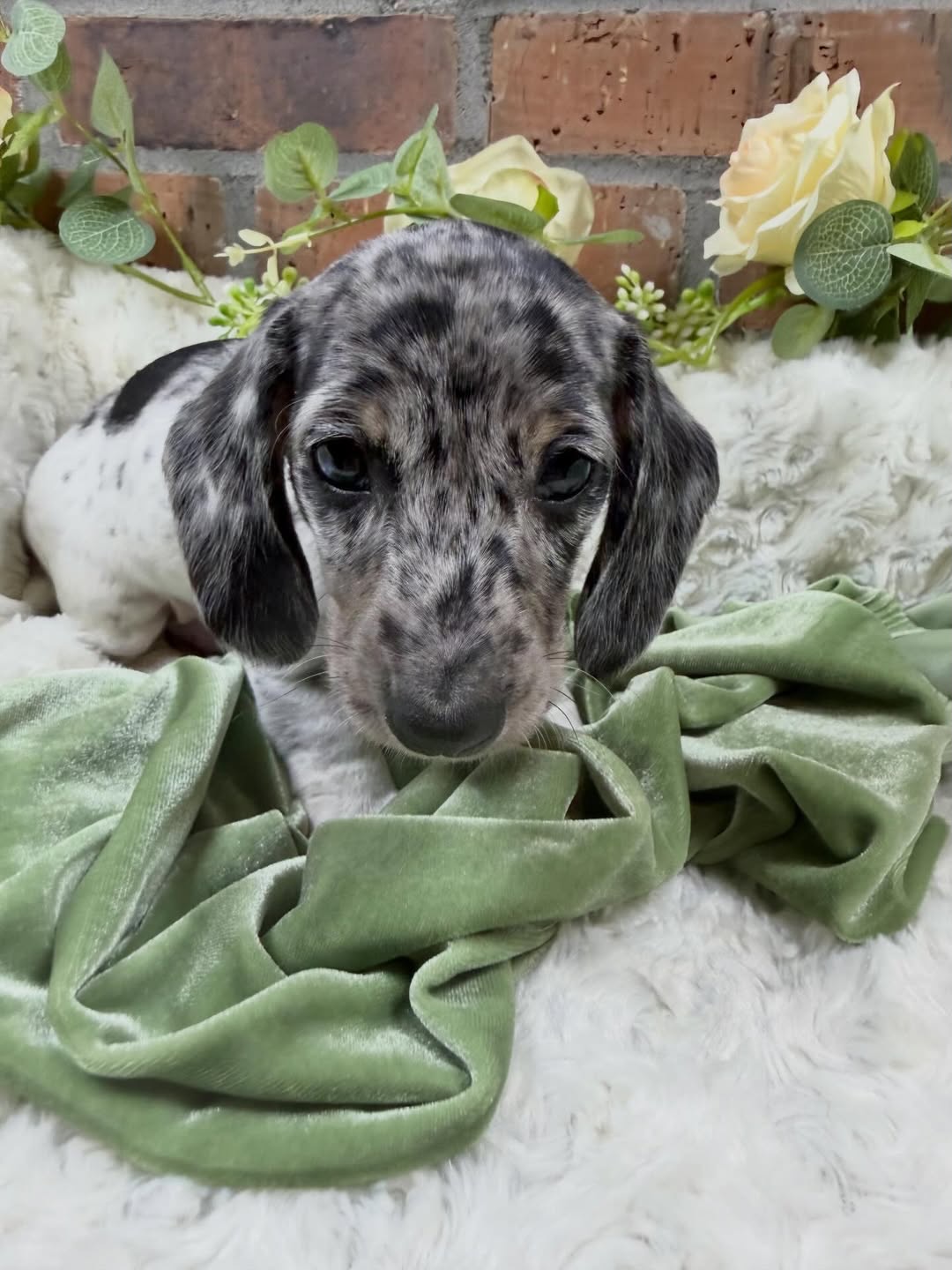 Gallery image 4 of Benny