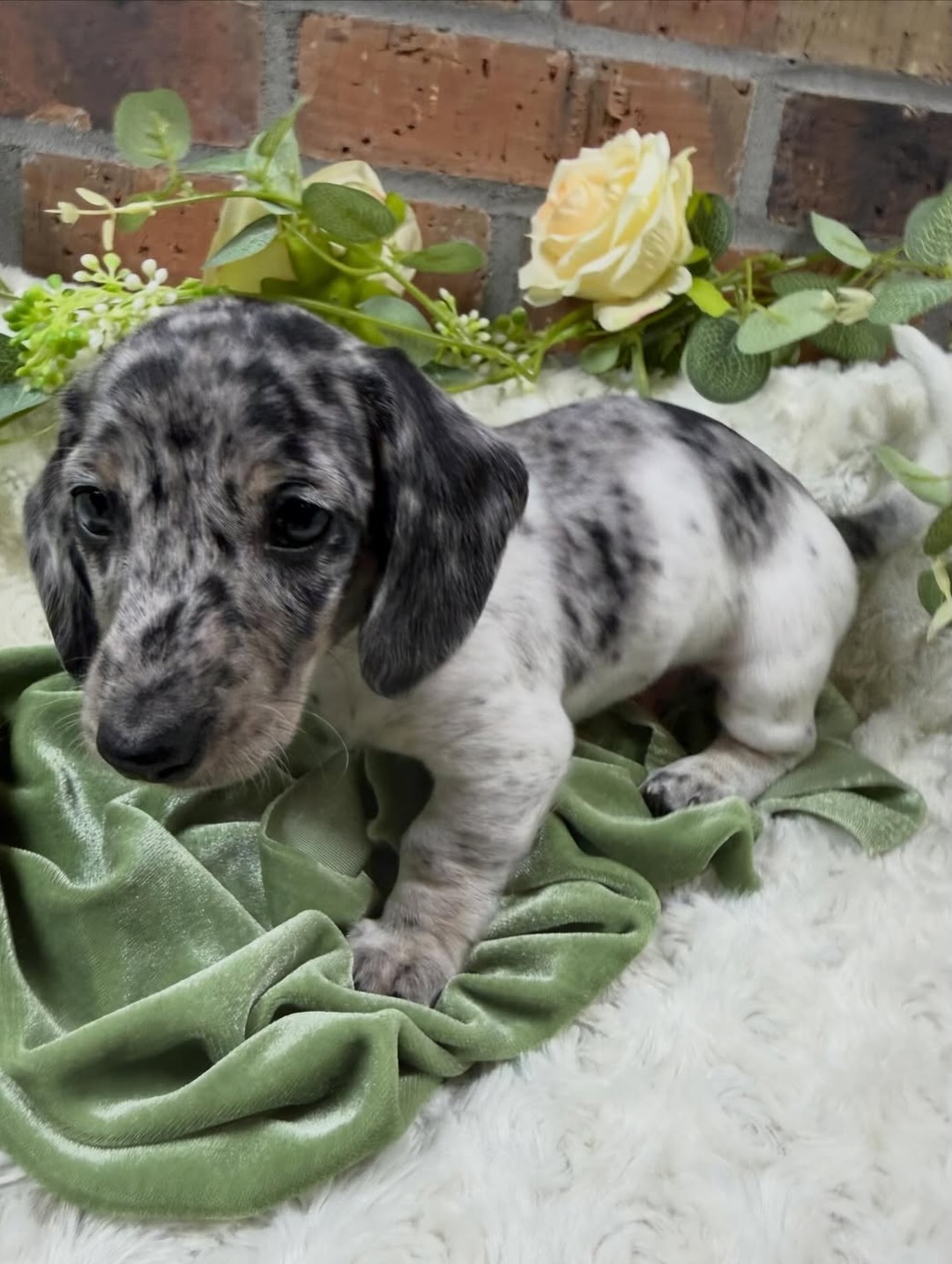 Gallery image 3 of Benny