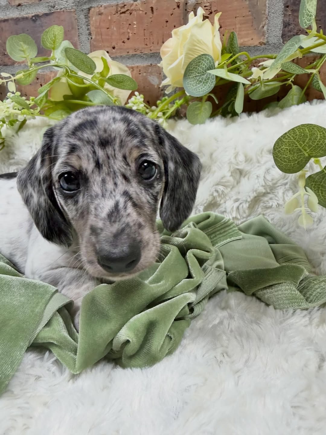 Gallery image 2 of Benny