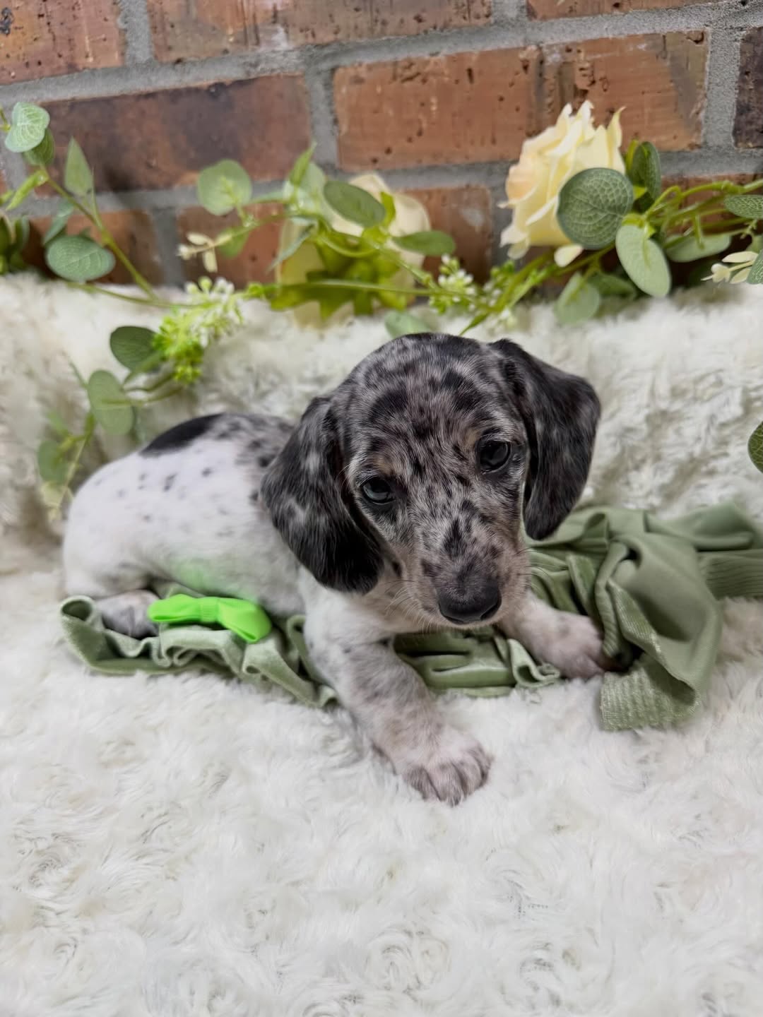 Gallery image 8 of Benny