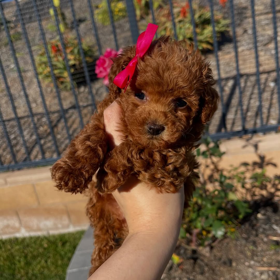 Gallery image 1 of Louie