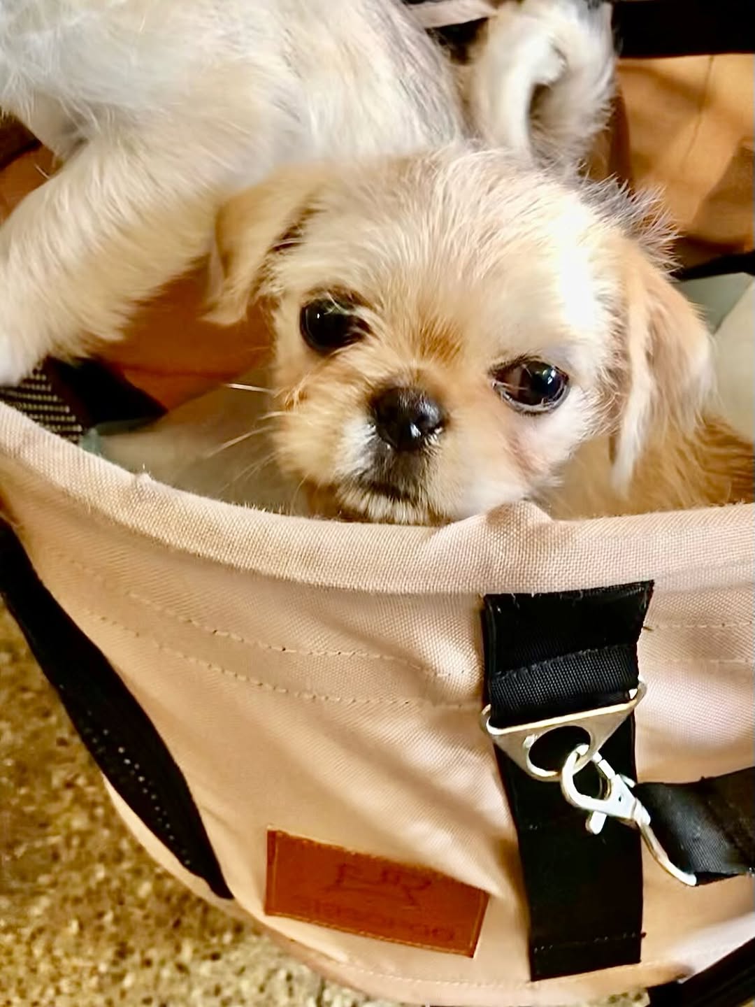 Gallery image 3 of Kelly