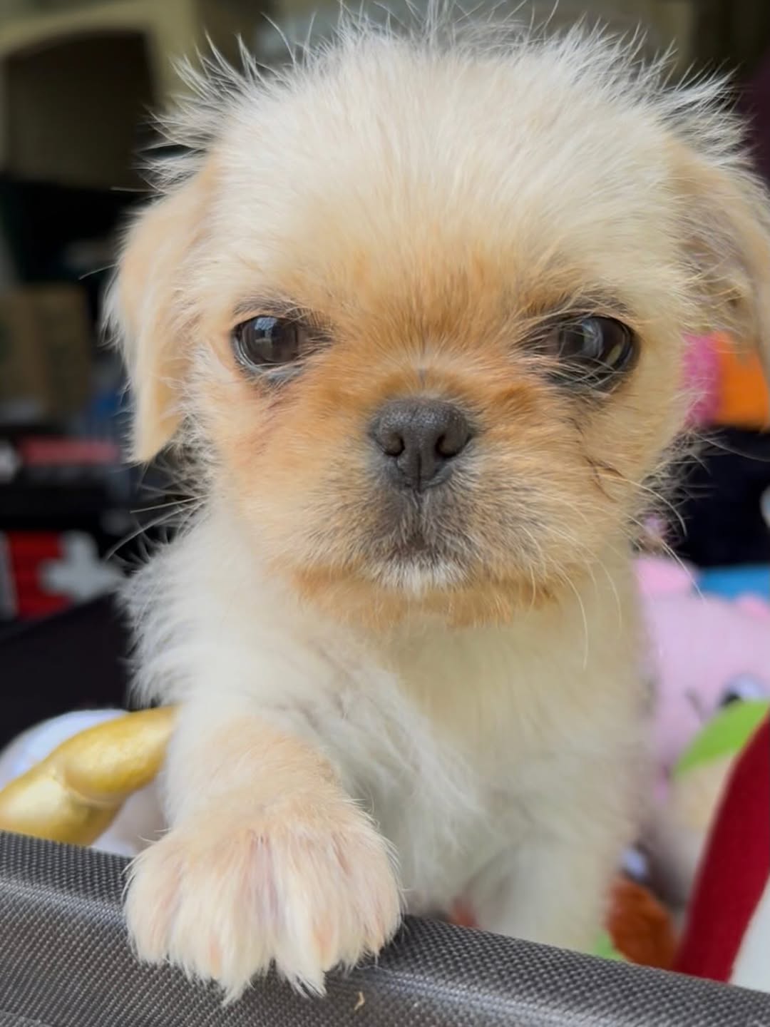 Gallery image 6 of Kelly